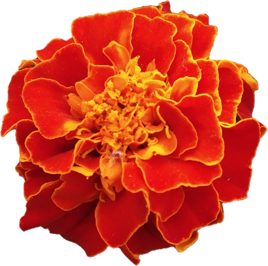 Cutout of Marigold Flower